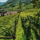 Juni 2021, Kalendarium. Weinhänge, Kirchturm, Dörfer, grüne Hügel, Bäume im Vordergrund, blauer Himmel.