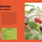 Hack Nr. 23: Himbeeren aus frischen Samen. Bild zeigt reife Himbeeren an einem Strauch, linke Seite Text über Anbau.