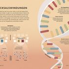 Schicksalswindungen: Beschreibung der DNA-Struktur, Basenpaare A-T und C-G, Doppelhelix. Illustrationen: DNA, Basen.