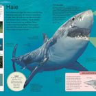 Haie: Bekannte Jäger mit gefährlichen Kiefern. Fakt: Ein Weißer Hai hat 300 Zähne, im Leben bis zu 30.000.