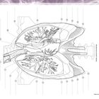 128 ATMUNGSSYSTEM. Anatomie des Thorax in ventraler Ansicht. Thorax 1 mit detaillierter Illustration der Lunge und Bronchien.