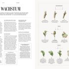 WACHSTUM. Beschreibung des Wachstumszyklus der Rebe, von Knospenbildung bis Reifung, mit erklärenden Illustrationen.