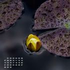 „Juni“ steht unten. Darüber ein Kalender. Eine geschlossene Seerosenknospe schwimmt im Wasser, umgeben von Blättern.