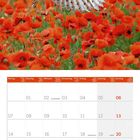 06 2027. Eine Schleiereule fliegt über ein leuchtend rotes Mohnblumenfeld.