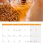 Kalender mit Monat Juni 2027; Text enthält Feiertage. Oberhalb ein Nahbild eines Erdmännchens mit hellem Hintergrund.