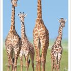 Juni 2027. Zwei große und zwei kleine Giraffen stehen auf einer grünen Wiese vor klarem Himmel.