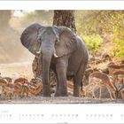 „Juni / June“ und Kalenderdaten. Ein Elefant steht in der Mitte, umgeben von mehreren Antilopen in einer natürlichen Umgebung.