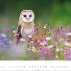 Text: "6 Schleiereule (Tyto alba)"
Eine Schleiereule sitzt in einem Blumenfeld mit pinken und weißen Blüten. Unten ist ein Kalendarium.