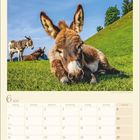 6 2027. Foto von Jean-Louis Klein & Marie-Luce Hubert. Zwei Esel auf einer grünen Wiese unter blauem Himmel.