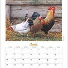 Juni-Kalender mit Hühnern und Hahn vor Holzwand; Tage, Wochen und ein kleiner Hahn unten.