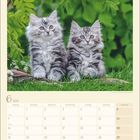 Kalender für Juni 2027. Bild von zwei grauen Kätzchen auf Gras, umgeben von grünen Blättern.