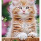 Kalenderblatt für Juni 2027. Eine flauschige, orange-weiße Katze schaut aufmerksam, im Hintergrund grüne Blätter.