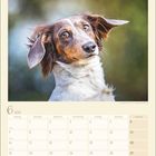 Kalender für Juni 2027; Bild eines Hundes mit braunem und weißem Fell, der den Kopf schräg hält und aufmerksam schaut.