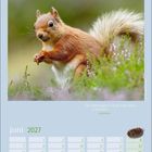 Text: „Die Glückseligkeit scheint in der Muße zu bestehen. Aristoteles“
Kalenderseite: Juni 2027
Bild: Ein rotes Eichhörnchen.