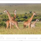Kalenderseite für Juni mit Giraffenfamilie auf einer Wiese in weiter Savannenlandschaft.