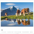 "Kühe vor Eiger (3967 m) und Jungfrau (4158 m), Berner Oberland, Kanton Bern." Drei Kühe, Berge, Wasser, Spiegelung.
