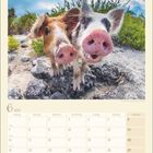 Kalenderblatt Juni 2027. Zwei fröhliche Schweine auf Felsen, mit einem Himmel und Pflanzen im Hintergrund.