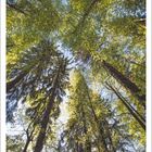 Juni 2027. Mischwald, Nationalpark Bayerischer Wald, Bayern. Blick nach oben auf hohe Bäume mit frischem Grün.