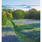 6 | 2027. Ein blühendes Feld mit grünen Bäumen und Nebel in den Hügeln. Ein Pfad führt durch die Wiese.