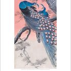 6 | 2027, 21.6. Sommeranfang. Illustration: Zwei Pfauen auf Ästen, mit leuchtend blauen und detailreichen Federn.