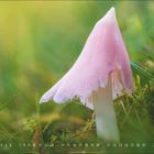 Kalenderblatt 6 mit Tageszahlen. Ein rosa Pilz ragt aus grünem Gras hervor, Bild in sanften Farben gehalten.