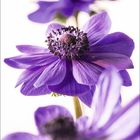 Kalender, Monat Juni, violette Blumen mit dunkler Mitte und grünen Stielen, unscharfer Hintergrund.