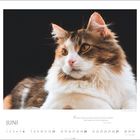 Juni. "In alten Zeiten wurden Katzen als Götter verehrt. Das haben sie nicht vergessen." Terry Pratchett. Porträt einer Katze.