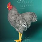 „Juni“-Kalender, Tage 1-30, „Plymouth Rock Hahn“, Ursprung USA, Farbe: Grau, Gefieder: Gestreift. Hahn auf grünem Hintergrund.