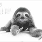 Kalenderblatt für Juni mit Datum 21. als Sommeranfang. Ein schwarz-weißes Foto eines niedlichen Faultiers vorne.