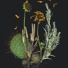 "6" steht unten links. Vertrocknete Sonnenblumen, ein Kaktus, graugrünes Blattwerk und gelbe Blütenblätter auf schwarzem Hintergrund.