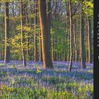 Text: "Bitte nicht pflücken! Rund zwölf Unterarten des Hasenglöckchens gedeihen in Europa und Nordafrika..."

Ein Wald mit lila Blumen.