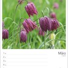 Kalenderseite mit März oben, Wochentagen von Montag bis Sonntag und einem Foto von Schachblumen auf grünem Gras.