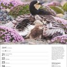 Juni, 21.6.–22.7., Weißwangengans mit Küken auf steinigem Untergrund und rosa Blumen.