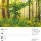 Kalenderseite Juni, Woche 25. Tage: 21 bis 27. Zitat: "Das Leben soll sein wie ein stetiges, sichtbares Licht." Waldszene bei Sonnenlicht.