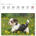 Zitat: "Mit einem kurzen Schwanzwedeln kann ein Hund mehr Gefühle ausdrücken als mancher Mensch mit stundenlangem Gerede." Louis Armstrong. Kalender zeigt Februar 22-28. Kleiner Hund im Gras mit Löwenzahn.