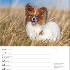 Juni, 25. Woche, Sommersonnenwende. Papillon-Hund in Wiese. Zitat: "Je mehr ich von den Menschen sehe...".