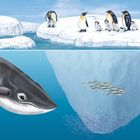 „Das Leben in der Antarktis...“ Ein Wal schwimmt unter einer Eisscholle. Pinguine stehen darauf, Fischschwärme darunter.