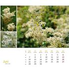 Juni. Kalender. Montag bis Sonntag. 24-30. Fotos von weißen Blumen mit grünen Stängeln im Hintergrund.