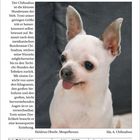 „Rasseporträt: Der Chef im Haus“. Beschreibung des Chihuahuas. Darunter Bild eines weißen Chihuahuas mit großen Ohren. Kalender März 2027.