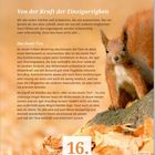 Text über Selbstwert, gefolgt von einer Geschichte zur Tier-Einzigartigkeit im Wald. Datum: 16. Dezember. Bild von einem Eichhörnchen.