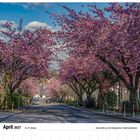 April 2027, 14./15. Woche, Kirschblüte an der Kölner Straße in Wermelskirchen. Rosa blühende Bäume säumen eine Straße.