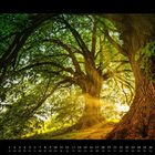 Kalenderblatt Juni 2027. Massive Bäume, strahlendes Sonnenlicht und grüne Blätter dominieren die Szene.
