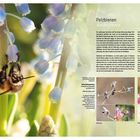 13 Pelzbienenarten sind in Deutschland bekannt. 2 Arten leben in unserem Garten. Großer Text über Pelzbienen, Anthophora. Links eine Biene an einer Blume; rechts mehrere kleinere Bilder von Bienen in Bewegung und auf Blüten.