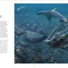 Titel: "Wrack unter Wasser/Shipwreck Underwater". Ein altes Schiffswrack liegt auf dem Meeresgrund, umgeben von Meeresleben.