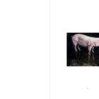 Zahl "47" unten. Ein Schwein steht in einer dunklen Umgebung, dargestellt in einer realistischen Malerei.