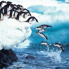 Pinguine springen von einer Eisplattform ins Wasser. Es spritzt Wasser auf, während sie elegant eintauchen.