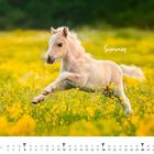 Text: "Sunny", "Juli". Ein Fohlen springt durch eine Wiese mit gelben Blumen. Kalender am unteren Rand.