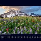 05 Mai. Knapp 4400 Meter hoch erhebt sich der aktive Vulkangipfel Mount Rainier. Vorsommerliche Wildblumenwiese im Vordergrund.