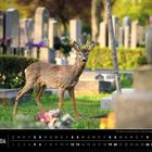 Text: "Der Wiener Zentralfriedhof ist Rückzugsgebiet für zahlreiche Wildtiere." Ein Reh steht zwischen Grabsteinen.