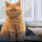 Ein Monatskalender für Juni, darunter sitzt eine orangefarbene Katze mit einem flauschigen Fell und geschlossenem Gesichtsausdruck.